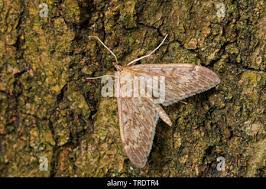 Attēlu rezultāti vaicājumam “Anania lancealis”