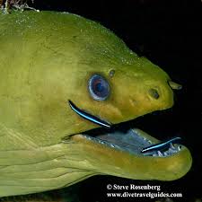 Image result for Gymnothorax funebris