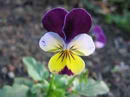 Attēlu rezultāti vaicājumam “Viola tricolor flower”