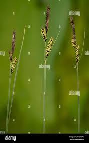 Attēlu rezultāti vaicājumam “Carex nigra”