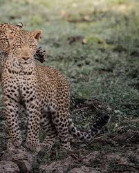 Attēlu rezultāti vaicājumam “Lycogala leopardinum young”