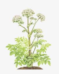 Attēlu rezultāti vaicājumam “Angelica sylvestris leaf”