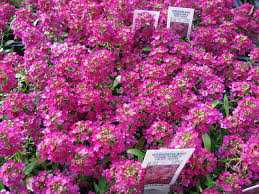 Image result for Alyssum diffusum