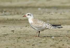 Image result for Gelochelidon nilotica