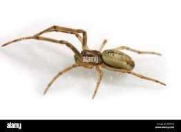 Attēlu rezultāti vaicājumam “Tetragnathidae”