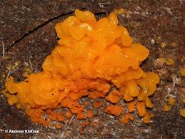 Attēlu rezultāti vaicājumam “Dacrymyces chrysospermus spores”