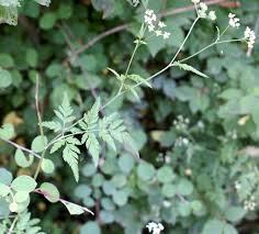 Attēlu rezultāti vaicājumam “Torilis japonica fruit”