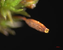 Attēlu rezultāti vaicājumam “Orthotrichum anomalum sporophyte”