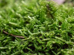 Attēlu rezultāti vaicājumam “Hypnum”