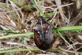 Attēlu rezultāti vaicājumam “Jalla dumosa”