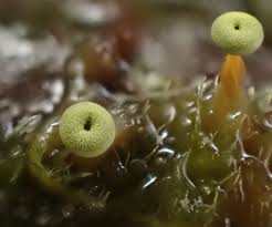 Attēlu rezultāti vaicājumam “Physarum murinum spores”