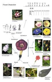 Attēlu rezultāti vaicājumam “Convolvulaceae”