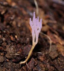 Attēlu rezultāti vaicājumam “Ramariopsis pulchella”