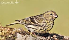 Image result for Serinus serinus