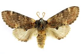 Attēlu rezultāti vaicājumam “Notodonta dromedarius”