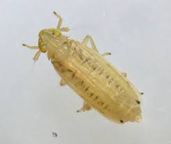 Attēlu rezultāti vaicājumam “Delphacidae”