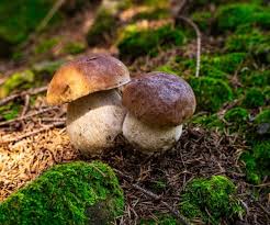 Attēlu rezultāti vaicājumam “Boletus edulis”