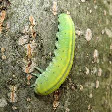 Attēlu rezultāti vaicājumam “Cimbex femoratus larva”