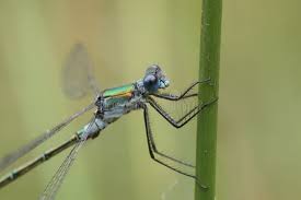 Attēlu rezultāti vaicājumam “Lestes dryas”