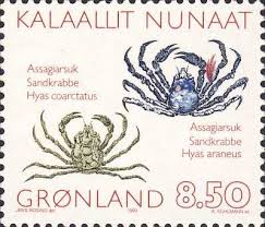 Image result for Hyas coarctatus