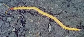 Attēlu rezultāti vaicājumam “Geophilidae”