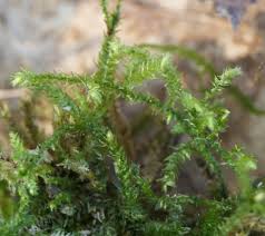 Attēlu rezultāti vaicājumam “Eurhynchium angustirete sporophyte”