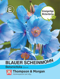 Image result for Scheinmohn blau