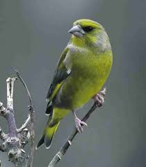 Attēlu rezultāti vaicājumam “Chloris chloris”