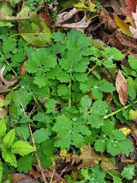 Attēlu rezultāti vaicājumam “Chelidonium majus leaf”