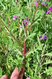 Image result for Gaillardia amblyodon