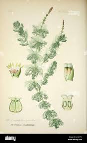 Attēlu rezultāti vaicājumam “Haloragaceae”