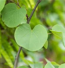 Attēlu rezultāti vaicājumam “Cercis siliquastrum”