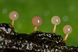 Attēlu rezultāti vaicājumam “Cribraria tenella spores”