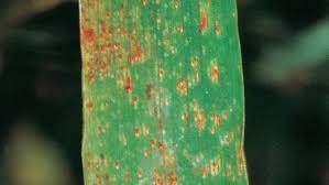 Attēlu rezultāti vaicājumam “Puccinia agrostidis”