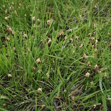 Attēlu rezultāti vaicājumam “Eleocharis quinqueflora flower”