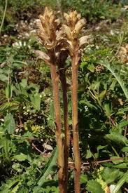 Attēlu rezultāti vaicājumam “Orobanche reticulata”