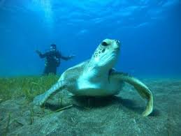 Image result for Canary Divers