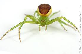 Attēlu rezultāti vaicājumam “Diaea dorsata”