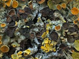 Attēlu rezultāti vaicājumam “Xanthoriicola physciae”