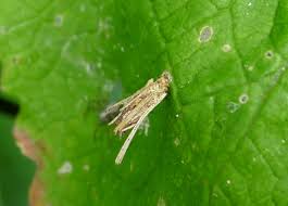 Attēlu rezultāti vaicājumam “Psyche casta larva”