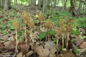 Attēlu rezultāti vaicājumam “Neottia nidus-avis”