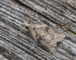 Attēlu rezultāti vaicājumam “Capua vulgana”