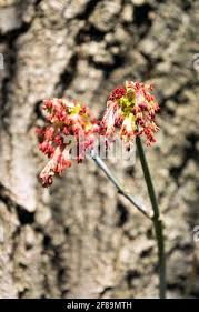 Attēlu rezultāti vaicājumam “Acer negundo female flower”