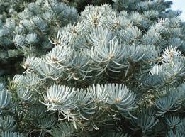 Attēlu rezultāti vaicājumam “Abies concolor”