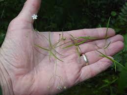 Attēlu rezultāti vaicājumam “Stellaria longifolia leaf”