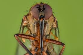 Attēlu rezultāti vaicājumam “Empididae”