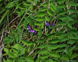 Attēlu rezultāti vaicājumam “Lathyrus palustris leaf”