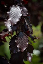 Attēlu rezultāti vaicājumam “Fagus sylvatica fo. purpurea flower”