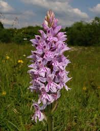 Attēlu rezultāti vaicājumam “Dactylorhiza fuchsii flower”