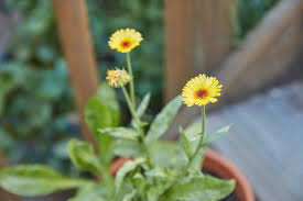 Attēlu rezultāti vaicājumam “Calendula officinalis flower”
